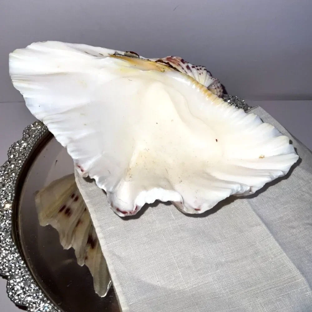 Beautiful ruffled clam shell NJ beach